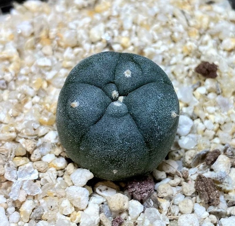 YAR24301 Anhalonium viridescens MZ1199, seedling