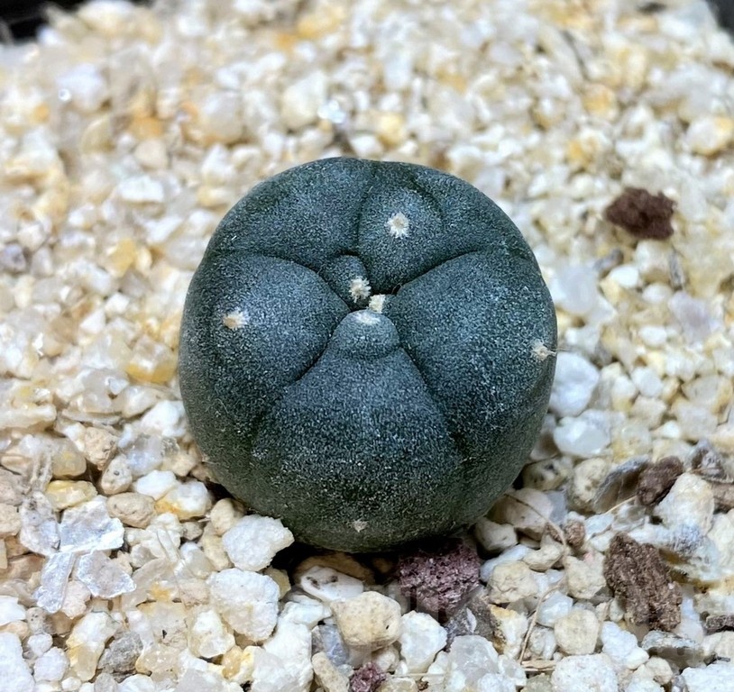 YAR24301 Anhalonium viridescens MZ1199, seedling