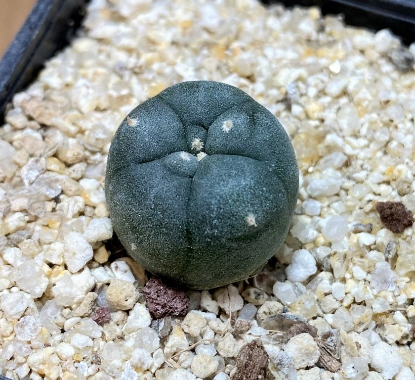 YAR24301 Anhalonium viridescens MZ1199, seedling - Image 2