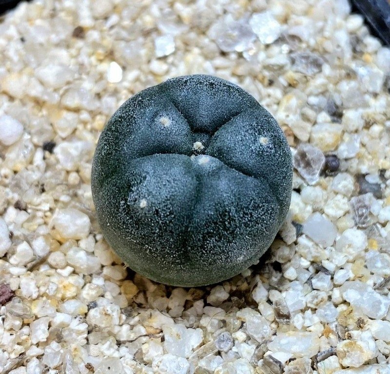 YAR24302 Anhalonium viridescens MZ1199, seedling