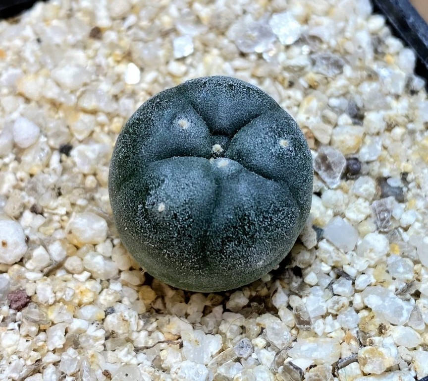 YAR24302 Anhalonium viridescens MZ1199, seedling