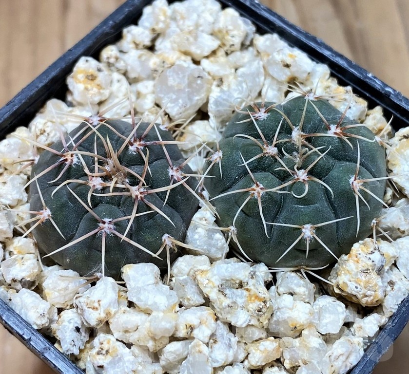 YAR24294 Gymnocalycium capillaense v. mucidum GN91-383/1281 - 画像 (2)