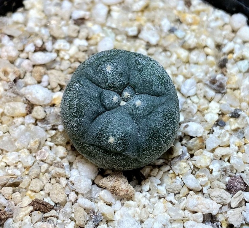 YAR24303 Anhalonium viridescens MZ1199, seedling - immagine 2