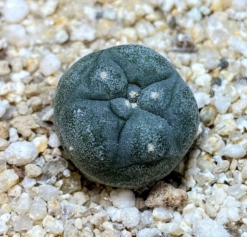 YAR24303 Anhalonium viridescens MZ1199, seedling