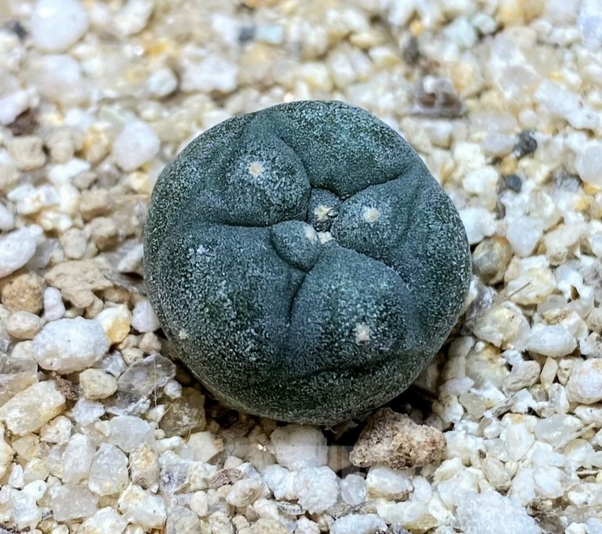 YAR24303 Anhalonium viridescens MZ1199, seedling