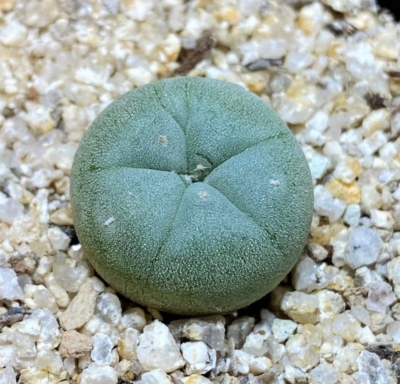 YAR24304 Anhalonium decipiens -San Pedro de Las Colonias-, seedling