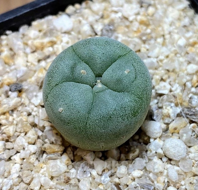 YAR24305 Anhalonium fricii MK27.82, seedling