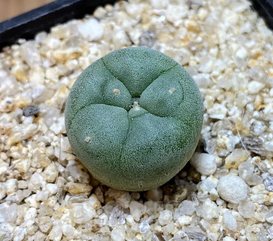 YAR24305 Anhalonium fricii MK27.82, seedling