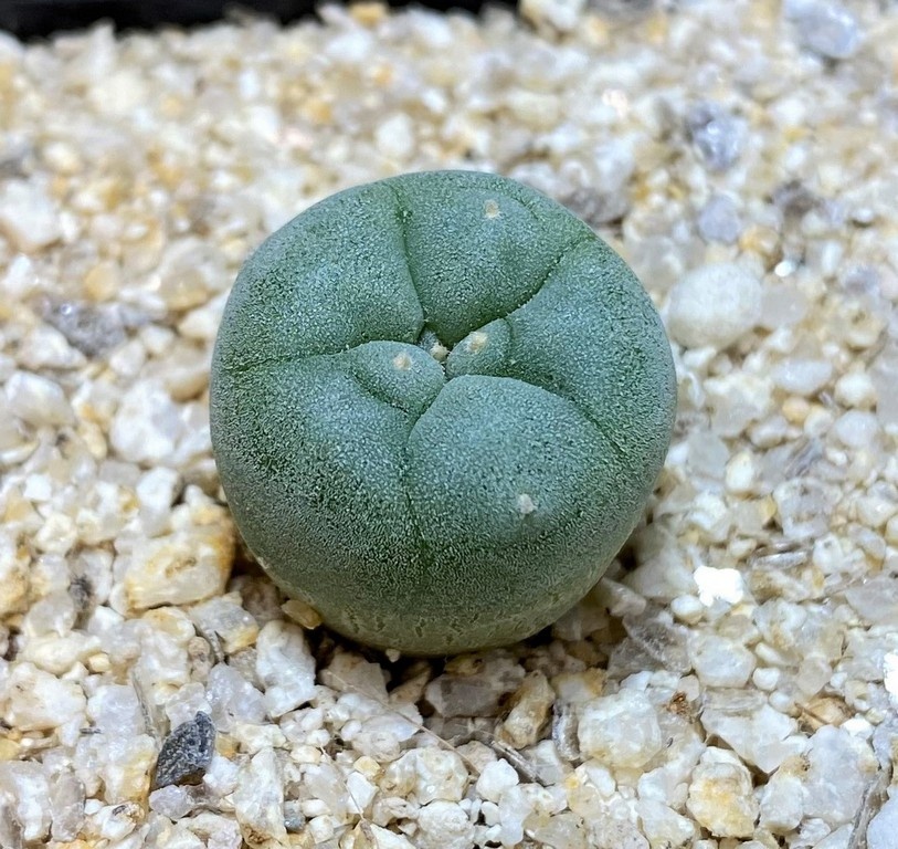 YAR24305 Anhalonium fricii MK27.82, seedling - Image 2