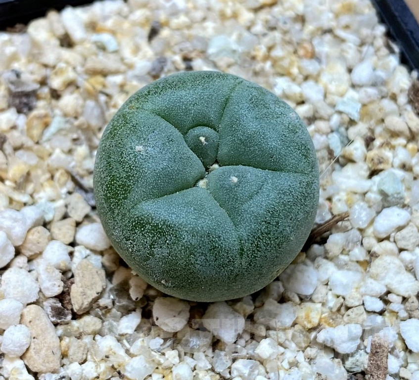 YAR24306 Anhalonium fricii MK27.82, seedling – Bild 2