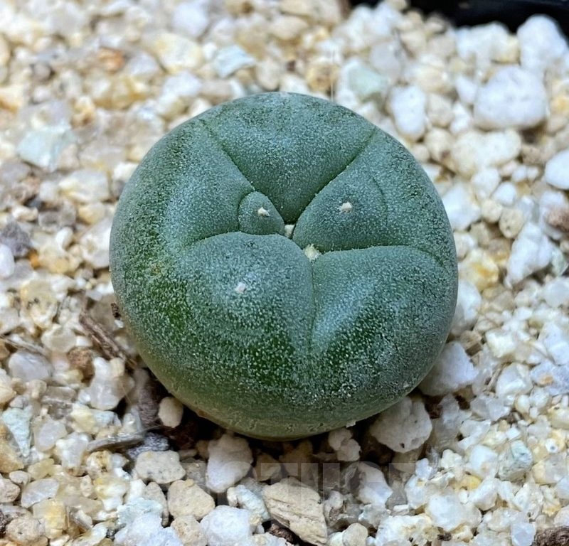 YAR24306 Anhalonium fricii MK27.82, seedling