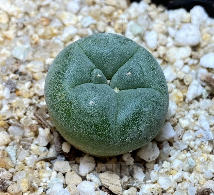 YAR24306 Anhalonium fricii MK27.82, seedling