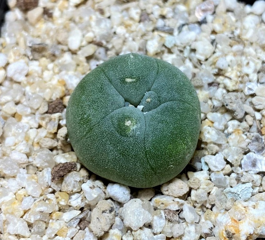 YAR24307 Anhalonium fricii MK27.82, seedling – Bild 2