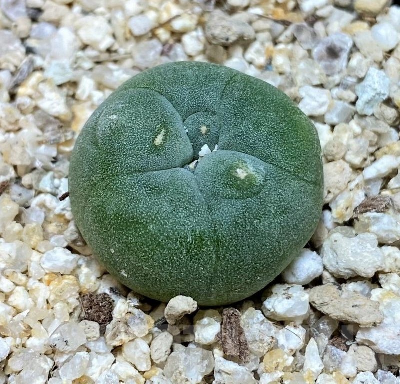 YAR24307 Anhalonium fricii MK27.82, seedling