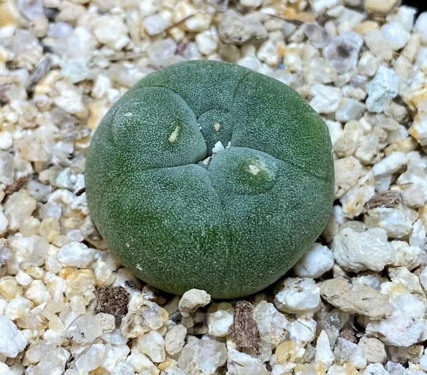 YAR24307 Anhalonium fricii MK27.82, seedling