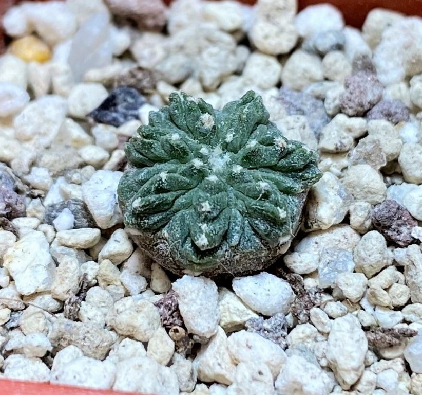 YAR24308 Aztekium ritteri -Koehres- – Bild 2