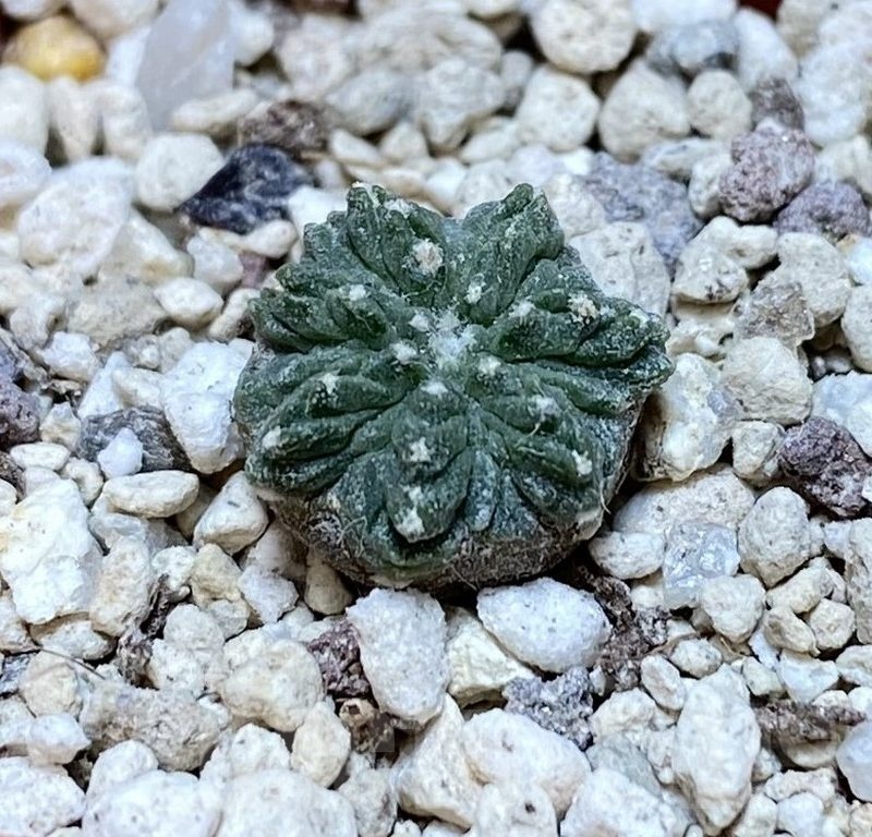 YAR24308 Aztekium ritteri -Koehres-