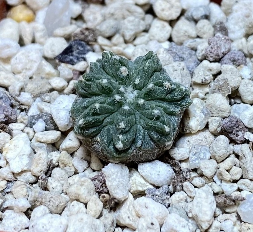 YAR24308 Aztekium ritteri -Koehres-