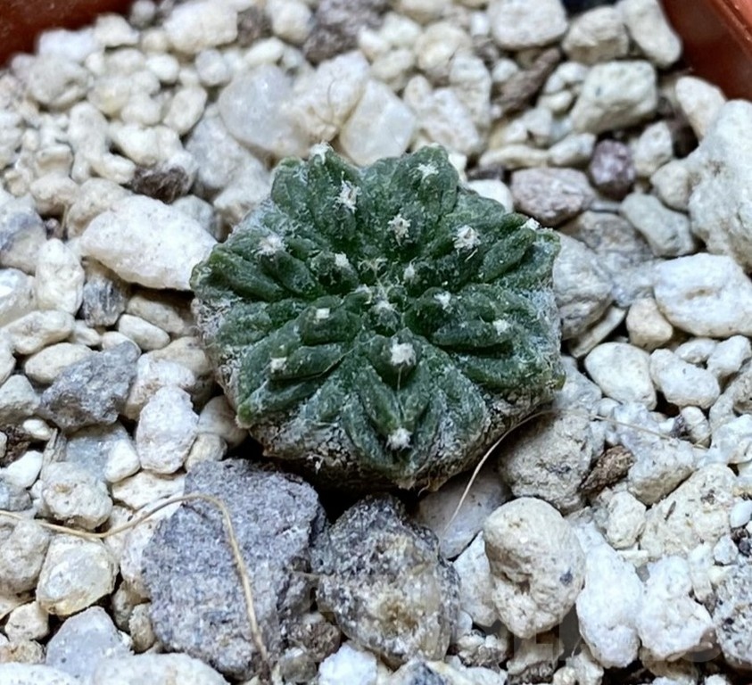 YAR24309 Aztekium ritteri -Koehres- - Imagen 2