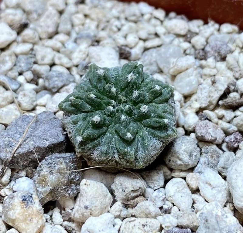 YAR24309 Aztekium ritteri -Koehres-