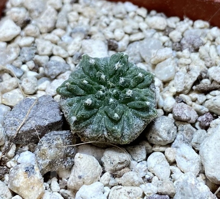 YAR24309 Aztekium ritteri -Koehres-