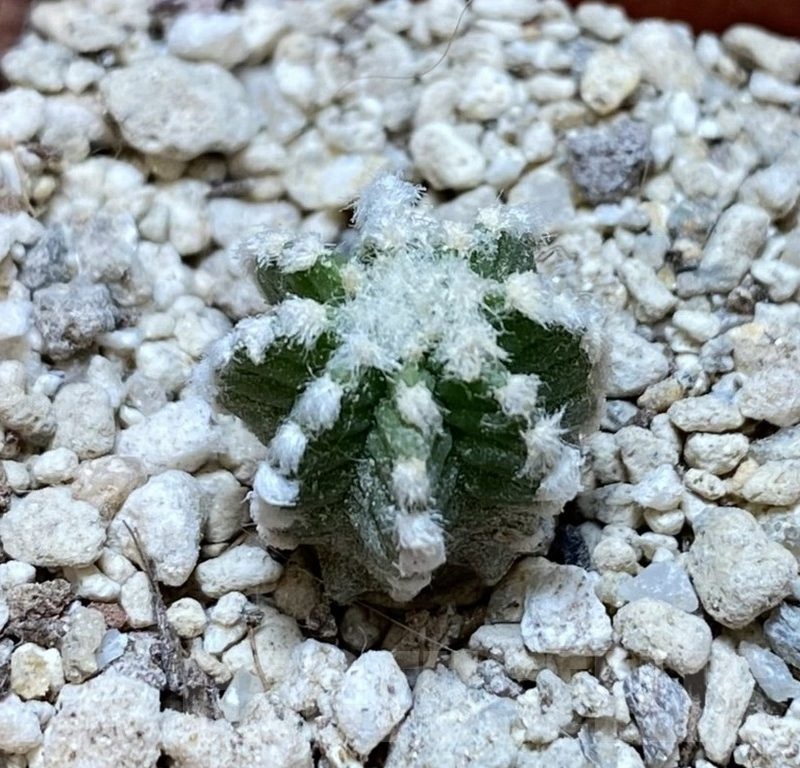 YAR24310 Aztekium hintonii GCG9763 -2km Rio San Jose-