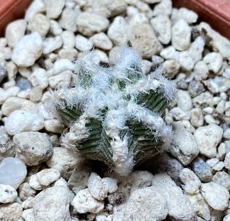 YAR24311 Aztekium hintonii GCG9763 -2km Rio San Jose-