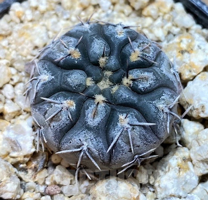 YAR24295 Gymnocalycium berchtii
