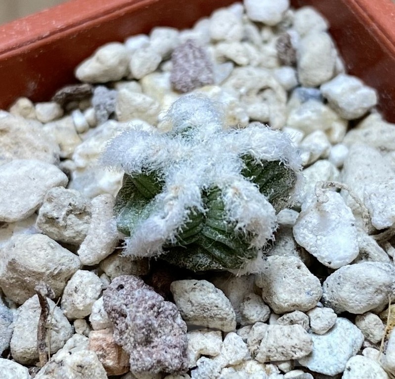 YAR24312 Aztekium hintonii GCG9763 -2km Rio San Jose-