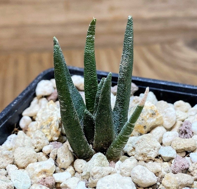 YAR24313 Ariocarpus agavoides PP 208 -Tula, Mexico-