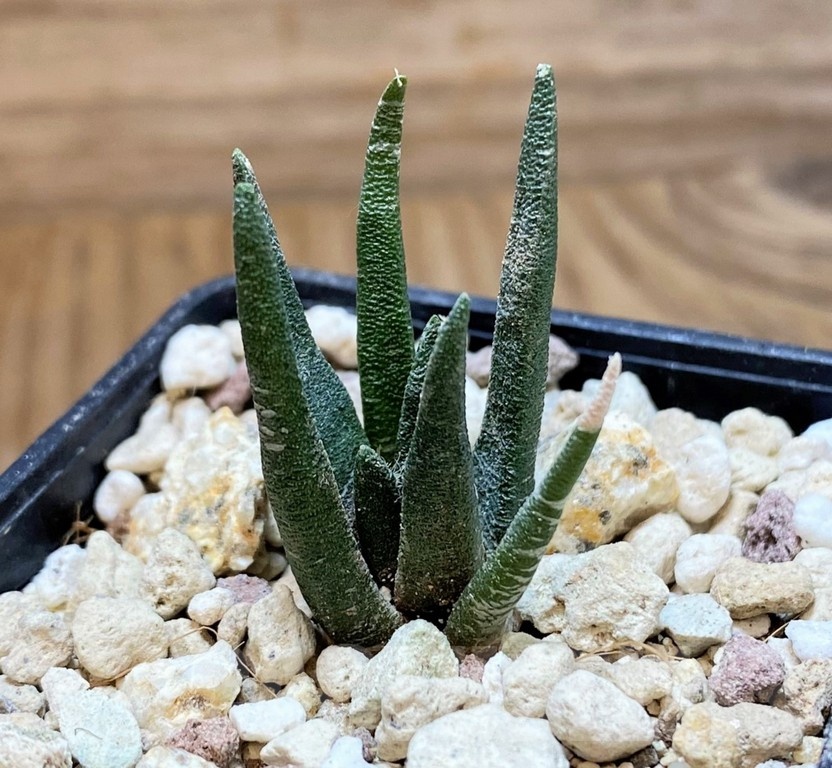 YAR24313 Ariocarpus agavoides PP 208 -Tula, Mexico-