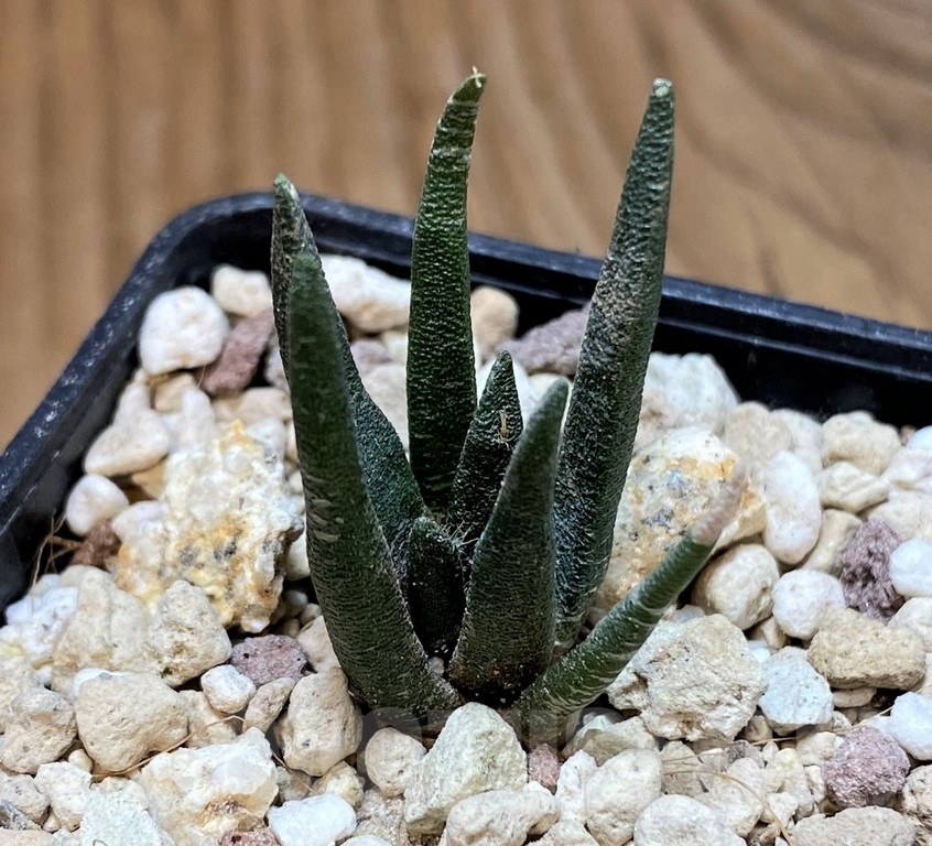 YAR24313 Ariocarpus agavoides PP 208 -Tula, Mexico- – Bild 2