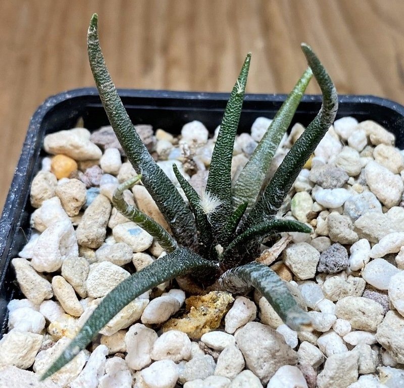 YAR24314 Ariocarpus agavoides PP 208 -Tula, Mexico-
