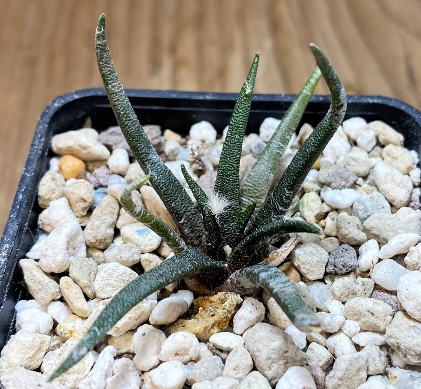 YAR24314 Ariocarpus agavoides PP 208 -Tula, Mexico-