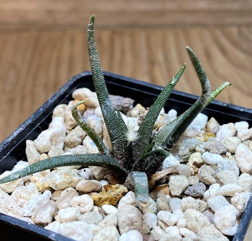 YAR24314 Ariocarpus agavoides PP 208 -Tula, Mexico- - Image 2