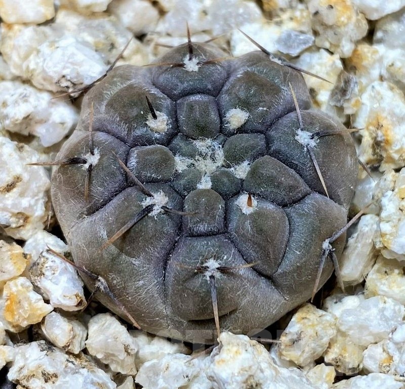 YAR24296 Gymnocalycium borthii ssp. nogolense VG684