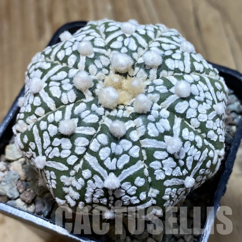 SH23882 Astrophytum asterias ‘Super Kabuto’ V-type f. nudum
