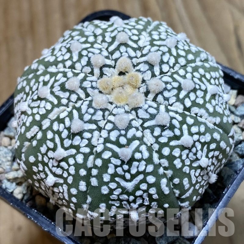 SH23883 Astrophytum asterias ‘Super Kabuto’ V-type f. nudum