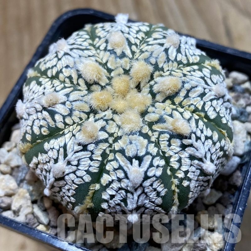 SH23884 Astrophytum asterias ‘Super Kabuto’ V-type f. nudum
