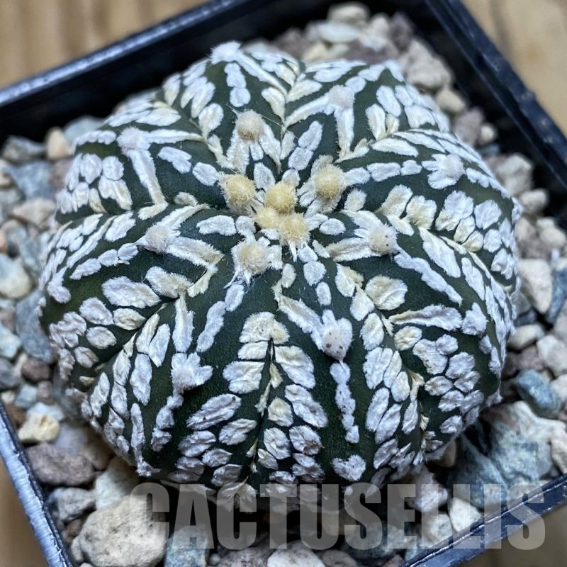 SH23885 Astrophytum asterias ‘Super Kabuto’ V-type f. nudum