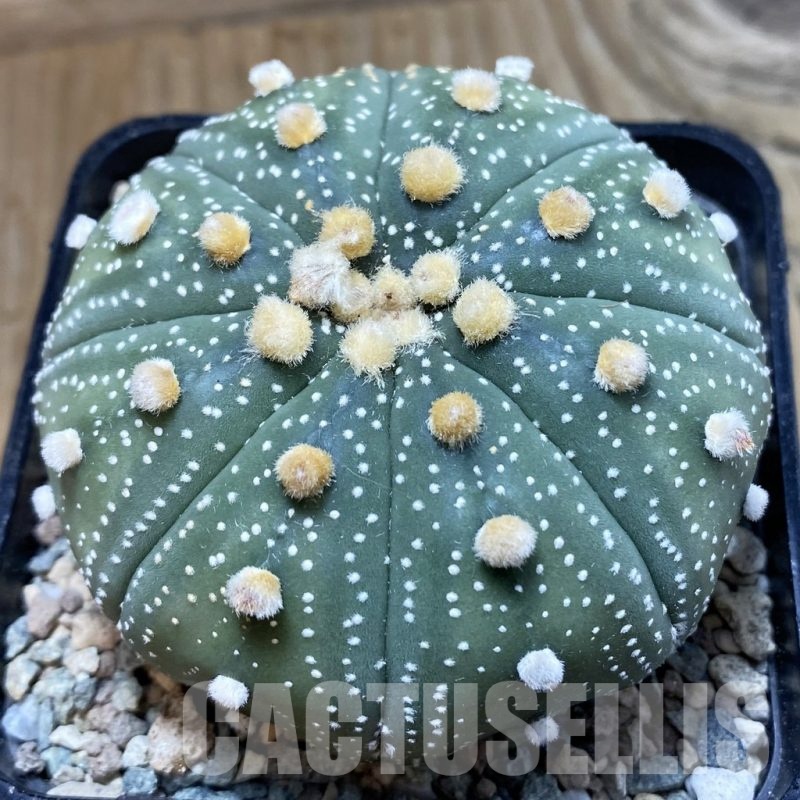 SH23853 Astrophytum asterias ‘Shinshowa’