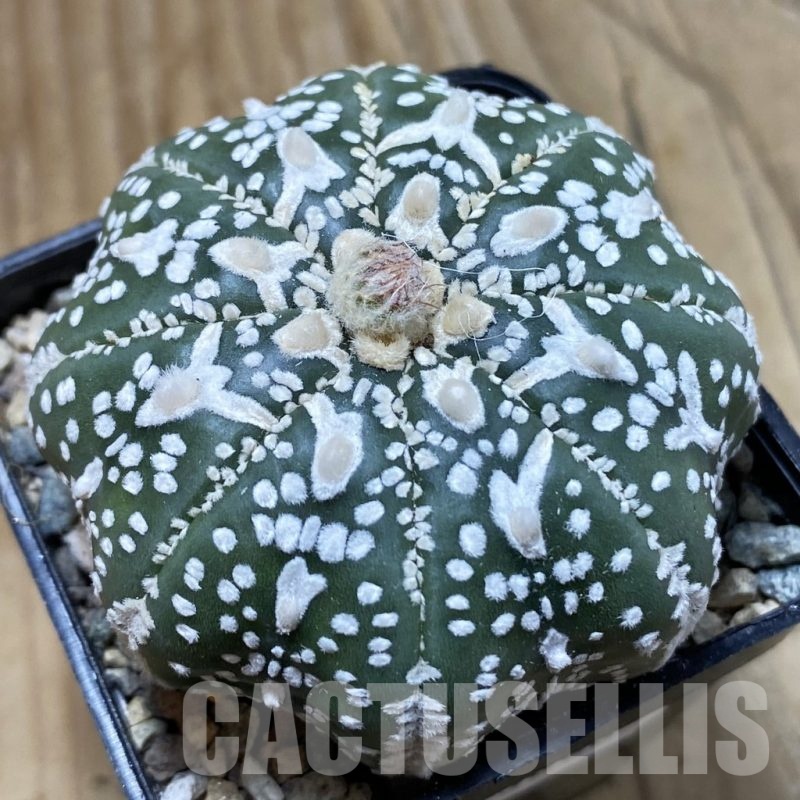 SH23886 Astrophytum asterias ‘Super Kabuto’ ‘Star Shape’ V-type