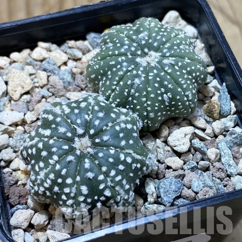 SH23887 Astrophytum asterias ‘Star Shape’, 2 plants