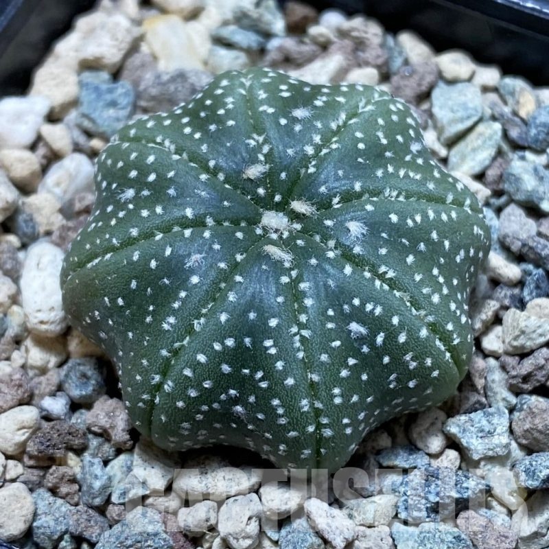 SH23888 Astrophytum asterias ‘Star Shape’