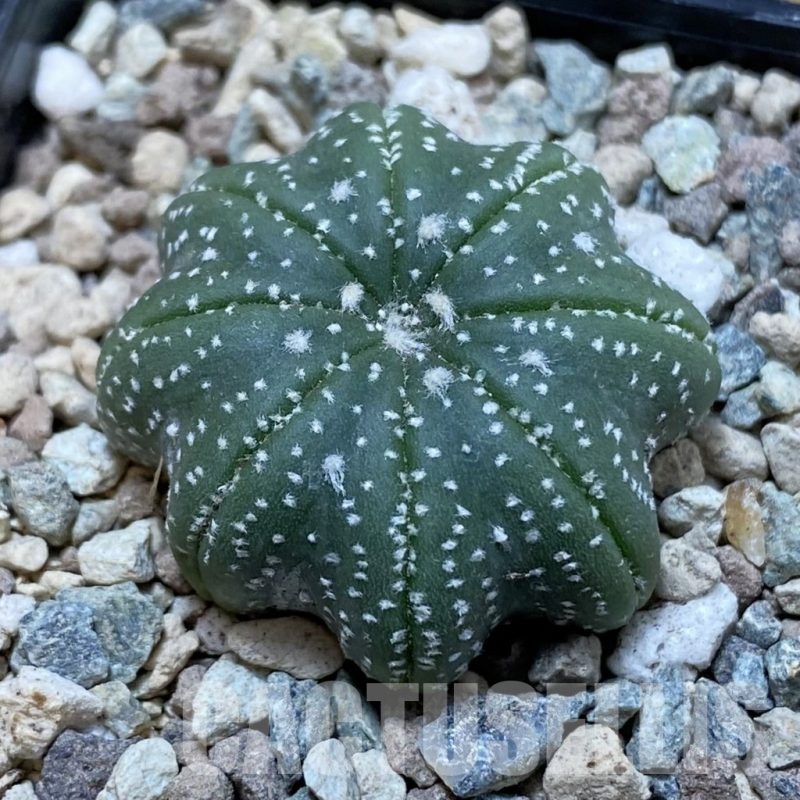 SH23889 Astrophytum asterias ‘Star Shape’
