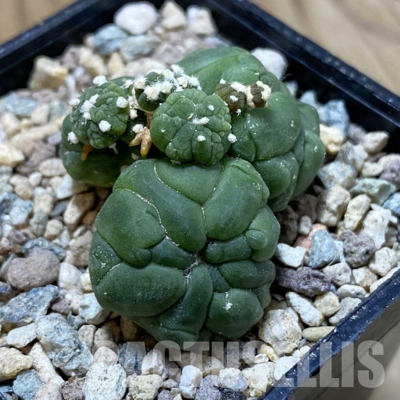 SH23890 Astrophytum asterias ‘Kikko Lizart Skin’