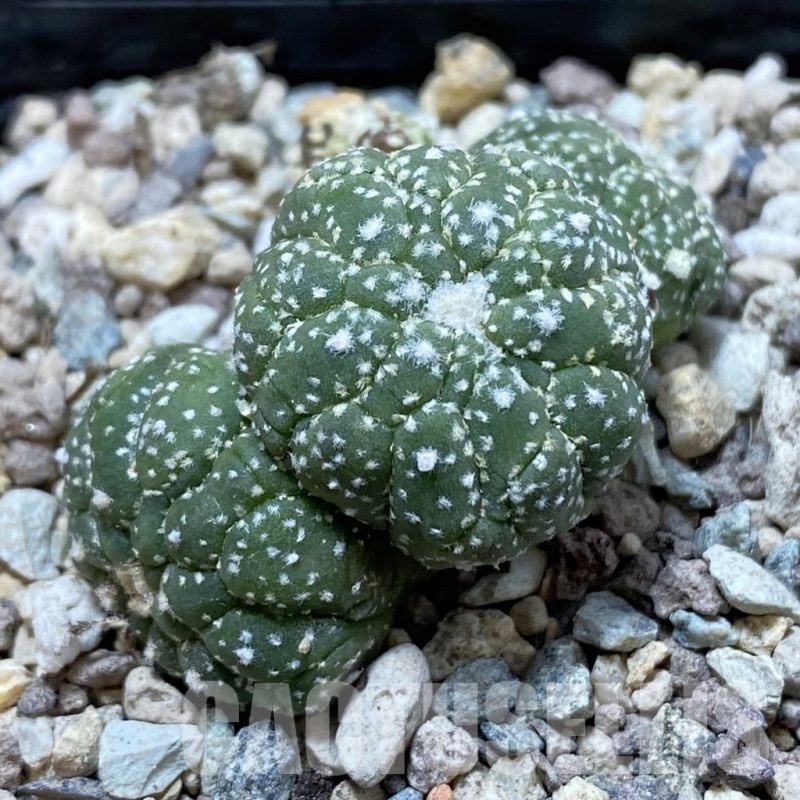 SH23891 Astrophytum asterias ‘Kikko Lizart Skin’