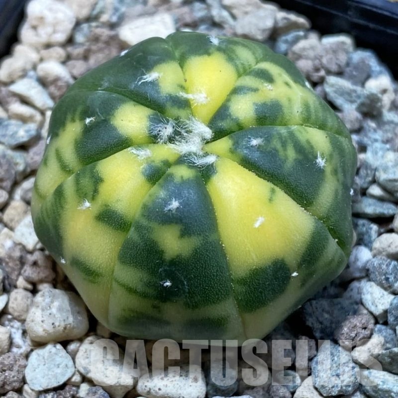 SH23892 Astrophytum asterias f. variegata