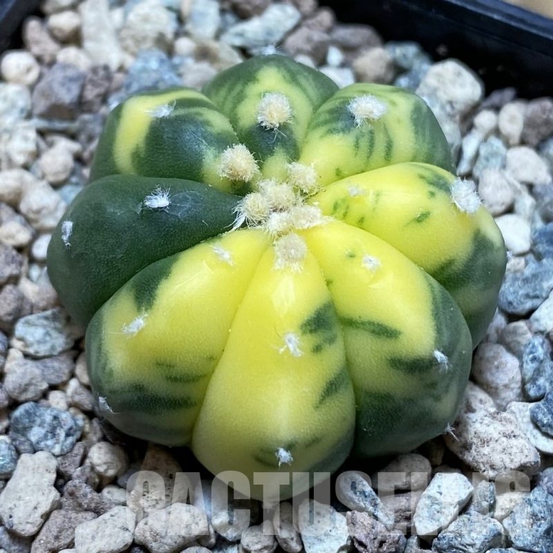SH23893 Astrophytum asterias f. variegata