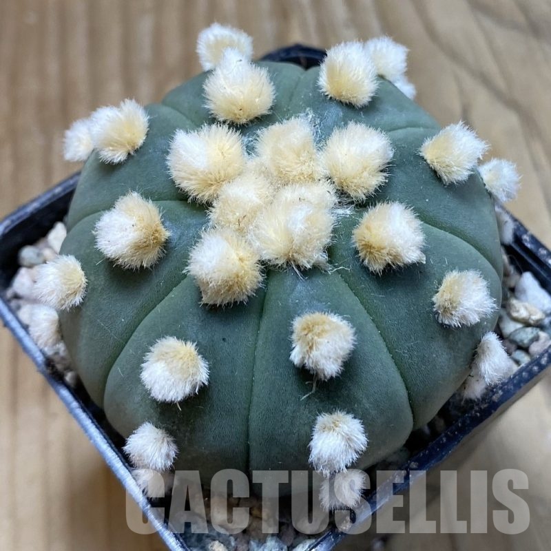 SH23894 Astrophytum asterias ‘Ooibo’